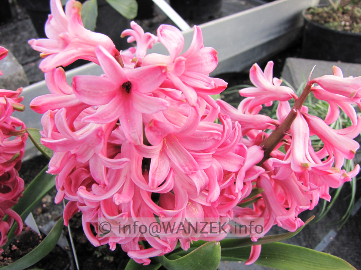 Hyazinthus Jan Bes rosarot.JPG